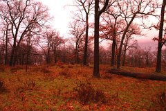 photo 0189